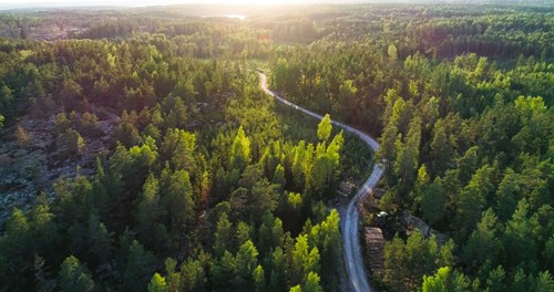 Strasse durch grünen Wald
